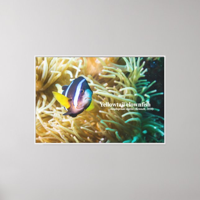 Yellowtail clownfish  canvas print (Front)