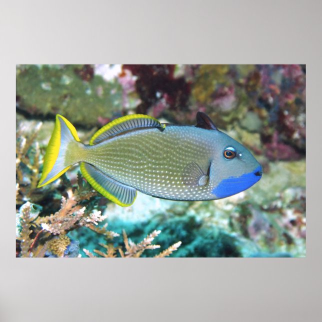 Yellowtail Triggerfish Poster (Front)