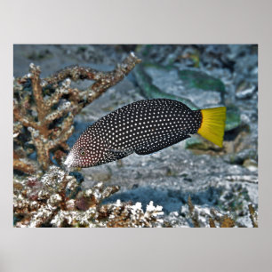 Yellowtail Wrasse Poster