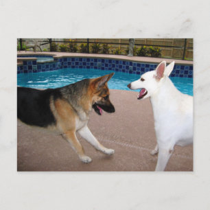 Yes Your Majesty ~ Postcard