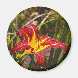 Yesterday Lily After The Rain Magnet