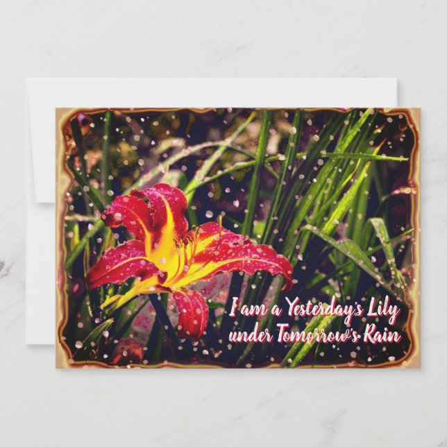 Yesterday Lily in Tomorrow Rain Postcard (Front)