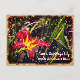 Yesterday Lily in Tomorrow Rain Postcard