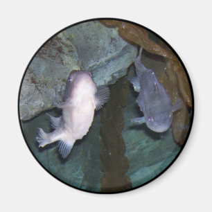 Yin Yang Fish Photo Magnet
