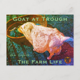 YNOTME VAN GOGHISH GOAT AT TROUGH2a Postcard