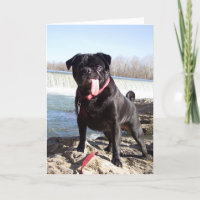 Yogi the Pug Greeting Card- Congrats