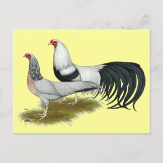 Yokohama: Silver Duckwing Pair Postcard