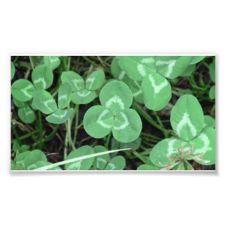 Yolly Bolly California Flora Plants Botany Biota Photo Print