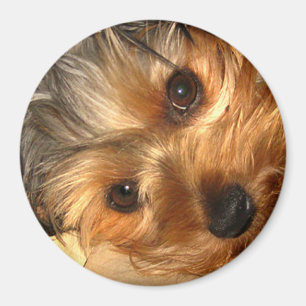 York Eyes Magnet
