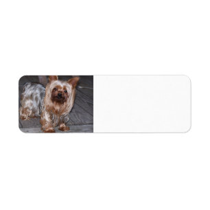 yorkie blue and tan full.JPG