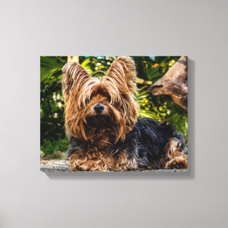Yorkie Canvas Print