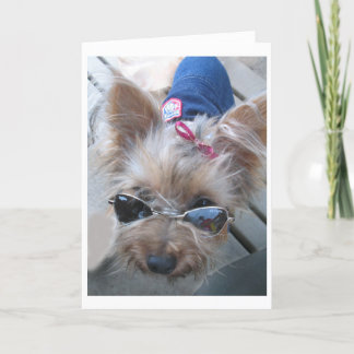 yorkie card