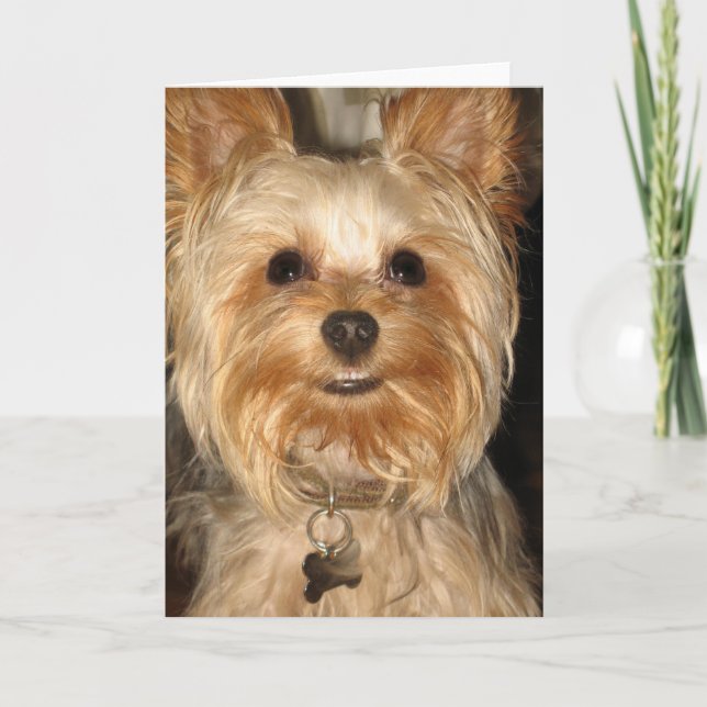 yorkie card (Front)