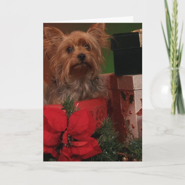 Yorkie Christmas Cards (Front)