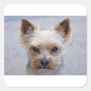 yorkie disaproving square sticker
