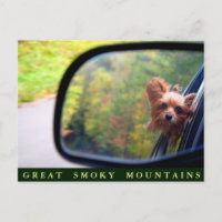 Yorkie Dog - Autumn Ride - Great Smoky Mountains