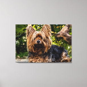 Yorkie dog canvas print