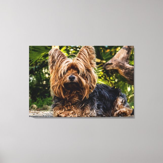 Yorkie dog canvas print (Front)
