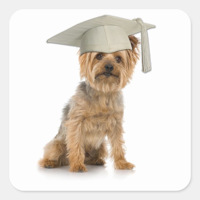 Yorkie Dog with Graduation Hat Square Sticker (Front)