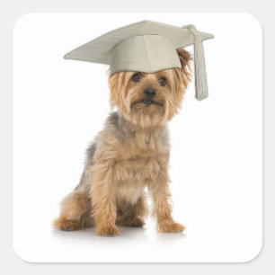 Yorkie Dog with Graduation Hat Square Sticker