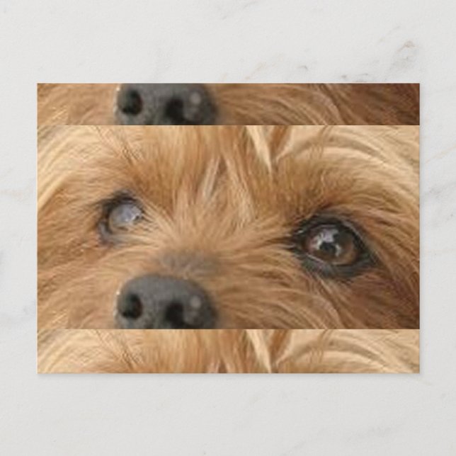 yorkie eyes postcard (Front)
