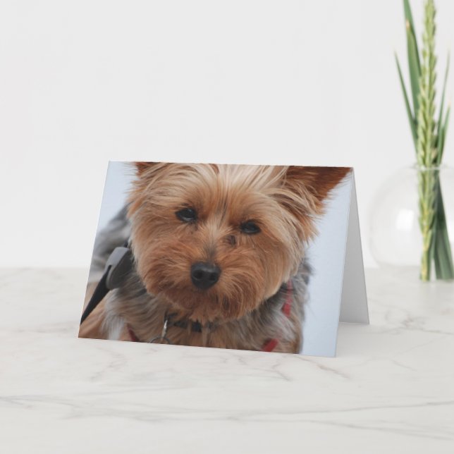 Yorkie Greeting Card (Front)