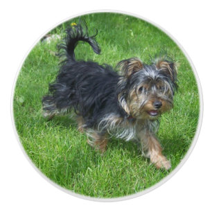 yorkie in motion ceramic knob