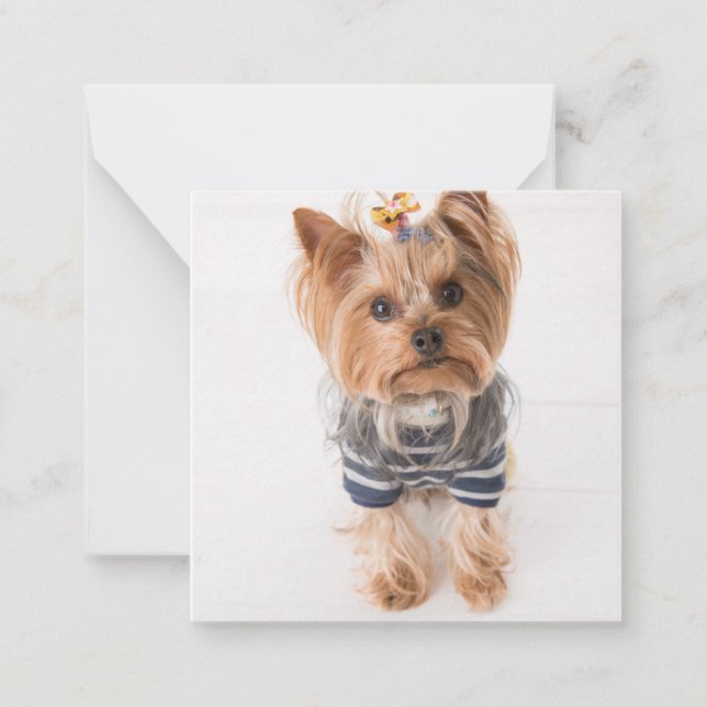 yorkie-in sweater card (Front)
