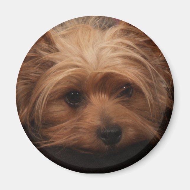 Yorkie Magnet (Front)