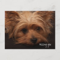 Yorkie Missing You