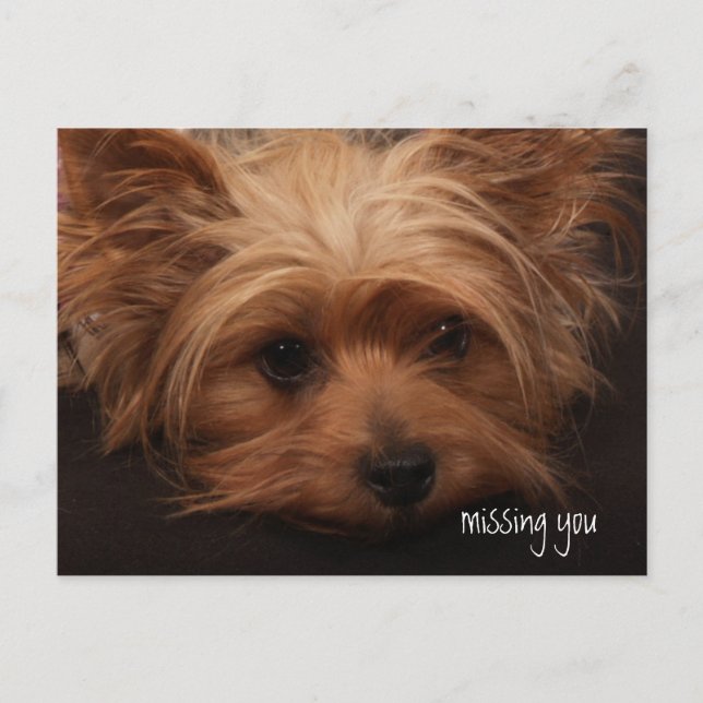 Yorkie Missing You Postcard (Front)
