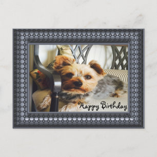 Yorkie on a Bench Postcard
