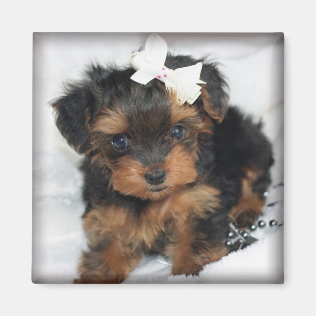Yorkie-Poo Square Magnet (Front)