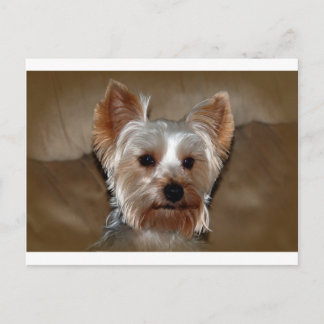 Yorkie Postcard