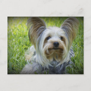 Yorkie Postcard