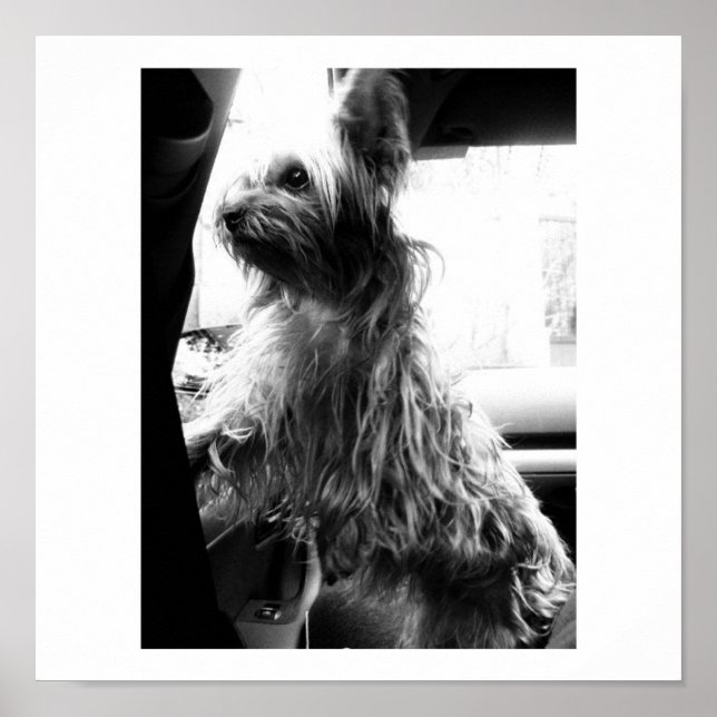 Yorkie Poster (Front)