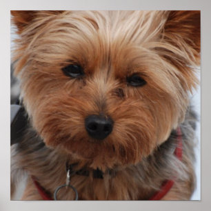 Yorkie  Poster