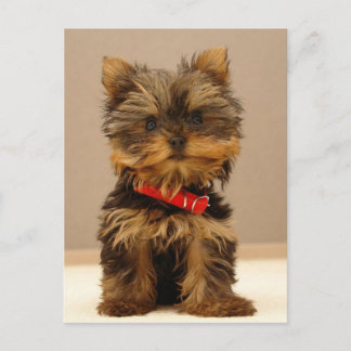 Yorkie Products Postcard