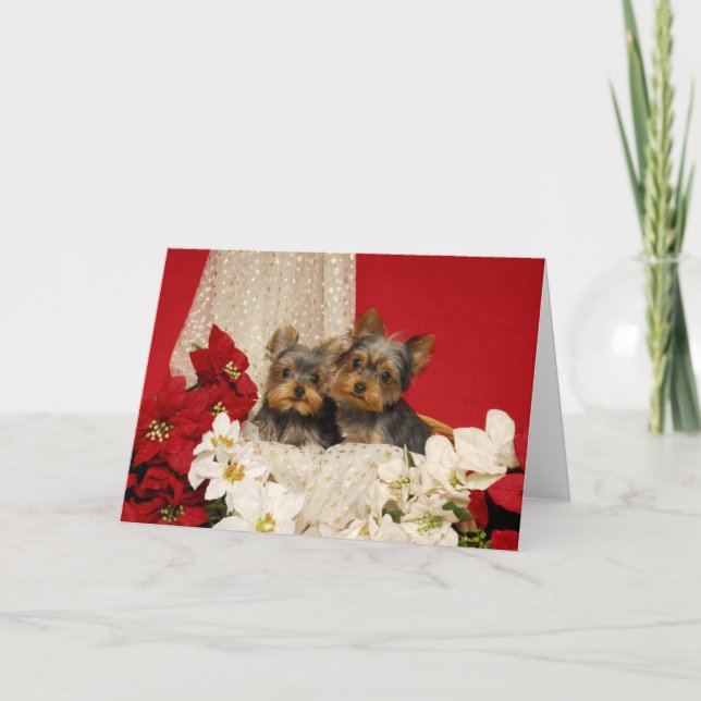 Yorkie puppies with Poinsettias Holiday Card (Front)