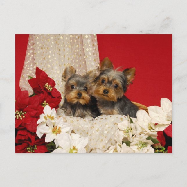 Yorkie puppies with Poinsettias Postcard (Front)