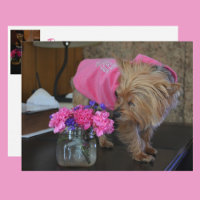 Yorkie Puppy Love Pretty in Pink