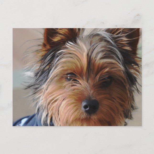 Yorkie Terrier  Postcard (Front)
