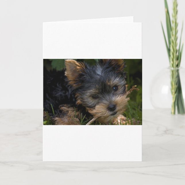 yorkie with stick card (Front)