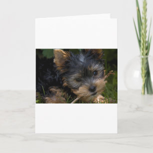 yorkie with stick card