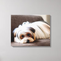 Yorkie, Yorkshire Terrier, Experiencing Ennui