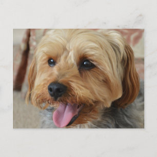 Yorkie Zac Postcard