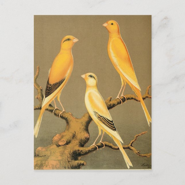 YORKSHIRE CANARIES POSTCARD (Front)