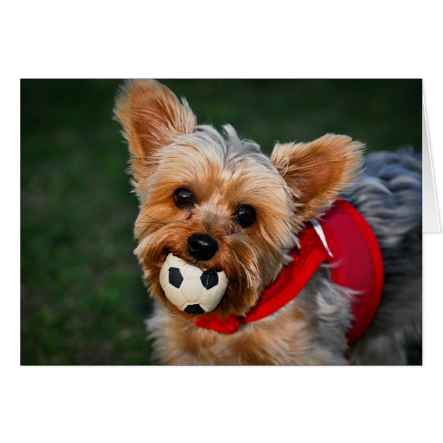 Yorkshire Terrier (Front Horizontal)