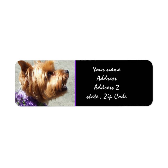 Yorkshire terrier (Front)