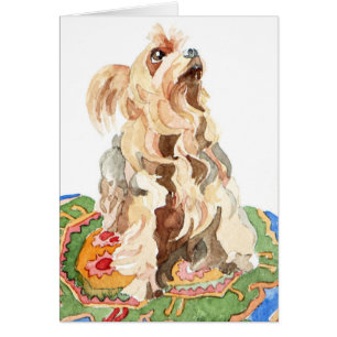 Yorkshire terrier 2012